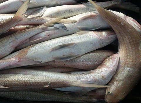 قیمت خرید ماهی حسون سفارش عمده